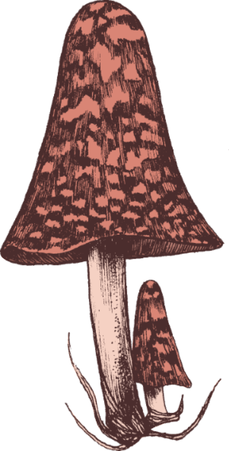 Two mushrooms representing the mycelium network